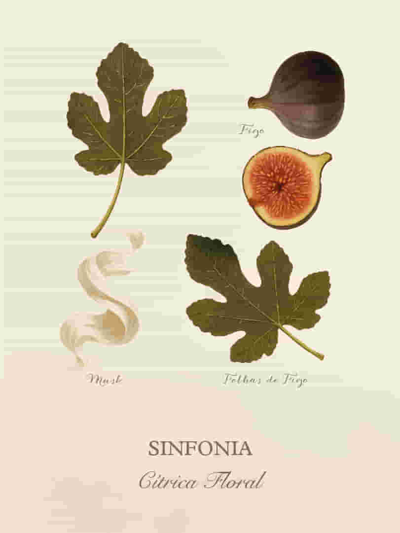 Sinfonia-Cards-Perfumaria-pessoal-E-commerce-06